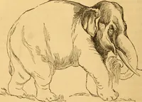 Picture 54 of 303 from Comparative physiognomy; or, Resemblances between men and animals (1852), leaf 55