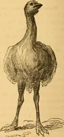 An illustration from Comparative physiognomy; or, Resemblances between men and animals (1852)