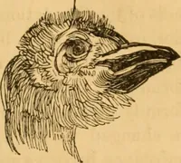 Picture 60 of 303 from Comparative physiognomy; or, Resemblances between men and animals (1852), leaf 60