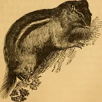 Picture 72 of 303 from Comparative physiognomy; or, Resemblances between men and animals (1852), leaf 76