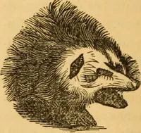 Picture 74 of 303 from Comparative physiognomy; or, Resemblances between men and animals (1852), leaf 77