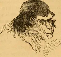An illustration from Comparative physiognomy; or, Resemblances between men and animals (1852)