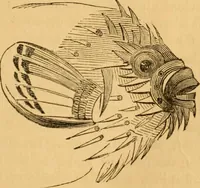 Picture 83 of 303 from Comparative physiognomy; or, Resemblances between men and animals (1852), leaf 86