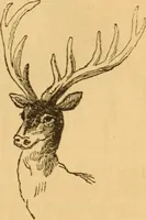 Picture 86 of 303 from Comparative physiognomy; or, Resemblances between men and animals (1852), leaf 94