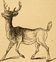 Picture 88 of 303 from Comparative physiognomy; or, Resemblances between men and animals (1852), leaf 95