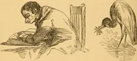 Picture 89 of 303 from Comparative physiognomy; or, Resemblances between men and animals (1852), leaf 97