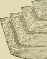An illustration from The complete carriage and wagon painter : a concise compendium of the art of painting carriages, wagons and sleighs, embracing full directions in all the various branches, including lettering, scrolling, ornamenting, striping, varnishing and coloring, with numerous recipes for mixing colors (1903)