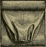 An illustration from A complete dictionary of dry goods and history of silk, linen, wool and other fibrous substances (1892)