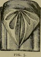 An illustration from A complete dictionary of dry goods and history of silk, linen, wool and other fibrous substances (1892)