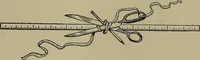 An illustration from A complete dictionary of dry goods and history of silk, linen, wool and other fibrous substances (1892)
