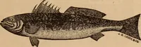 Picture 22 of 25 from A Complete history of the New York and Brooklyn Bridge : from its conception in 1866 to its completion in 1883 (1883), leaf 104