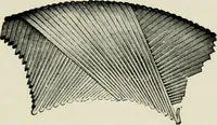 An illustration from The complete motorist, being an account of the evolution and construction of the modern motor-car; with notes on the selection, use, and maintenance of the same; and on the pleasures of travel upon the public roads (1905)