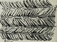 An illustration from A concise glossary of terms used in Grecian, Roman, Italian, and Gothic architecture (1879)