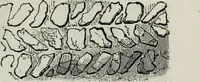 An illustration from A concise glossary of terms used in Grecian, Roman, Italian, and Gothic architecture (1879)