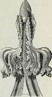 An illustration from A concise glossary of terms used in Grecian, Roman, Italian, and Gothic architecture (1879)