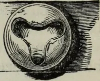 An illustration from A concise glossary of terms used in Grecian, Roman, Italian, and Gothic architecture (1879)