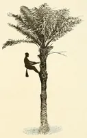 An illustration from Congoland : a book for young people (1920)