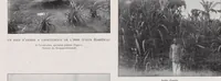 Picture 4 of 7 from Congo-Noël; publié au profit de la Villa coloniale (Sanatorium de Watermael) (1902), leaf 86