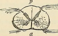 An illustration from The connection between physiology and intellectual philosophy (1846)