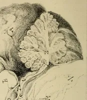 An illustration from The connection between physiology and intellectual philosophy (1846)