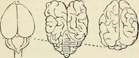 An illustration from The connection between physiology and intellectual philosophy (1846)