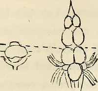 An illustration from The connection between physiology and intellectual philosophy (1846)