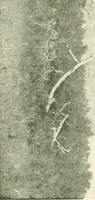 An illustration from The conquest of the Missouri; being the story of the life and exploits of Captain Grant Marsh (1909)