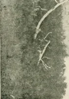 An illustration from The conquest of the Missouri; being the story of the life and exploits of Captain Grant Marsh (1909)