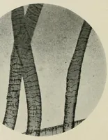 An illustration from The conservation of textiles (1921)