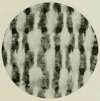 An illustration from The conservation of textiles (1921)