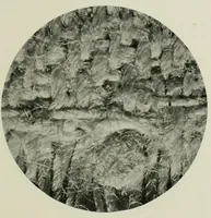 An illustration from The conservation of textiles (1921)