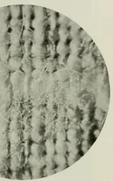 An illustration from The conservation of textiles (1921)