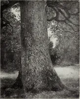 An illustration from Constable's sketches in oil & water colours (1904)