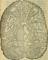 An illustration from Constantii Varolii medici Bononiensis De neruis opticis : nonnullisq[ue] aliis praeter communem opinionem in humano capite obseruatis .. (1573)