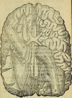 An illustration from Constantii Varolii medici Bononiensis De neruis opticis : nonnullisq[ue] aliis praeter communem opinionem in humano capite obseruatis .. (1573)