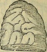 An illustration from Constantii Varolii medici Bononiensis De neruis opticis : nonnullisq[ue] aliis praeter communem opinionem in humano capite obseruatis .. (1573)