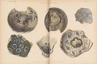 Picture 5 of 7 from Contribution a l'étude de la céramique orientale (1900), leaf 199