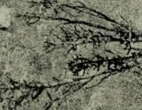 An illustration from Contributions to the history of the south-western portion of the United States (1890)