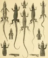 An illustration from A contribution to our knowledge of the varieties of the wall-lizard (Lacerta muralis) in Western Europe and North Africa (1905)
