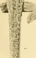 An illustration from A contribution to our knowledge of the varieties of the wall-lizard (Lacerta muralis) in Western Europe and North Africa (1905)