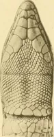 An illustration from A contribution to our knowledge of the varieties of the wall-lizard (Lacerta muralis) in Western Europe and North Africa (1905)