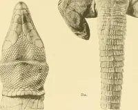 An illustration from A contribution to our knowledge of the varieties of the wall-lizard (Lacerta muralis) in Western Europe and North Africa (1905)