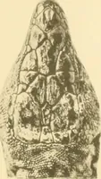 An illustration from A contribution to our knowledge of the varieties of the wall-lizard (Lacerta muralis) in Western Europe and North Africa (1905)