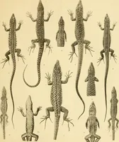 An illustration from A contribution to our knowledge of the varieties of the wall-lizard (Lacerta muralis) in Western Europe and North Africa (1905)