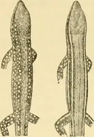 An illustration from A contribution to our knowledge of the varieties of the wall-lizard (Lacerta muralis) in Western Europe and North Africa (1905)