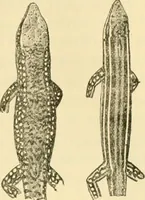 An illustration from A contribution to our knowledge of the varieties of the wall-lizard (Lacerta muralis) in Western Europe and North Africa (1905)