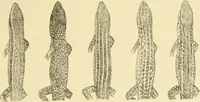 An illustration from A contribution to our knowledge of the varieties of the wall-lizard (Lacerta muralis) in Western Europe and North Africa (1905)