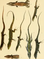 An illustration from A contribution to our knowledge of the varieties of the wall-lizard (Lacerta muralis) in Western Europe and North Africa (1905)
