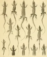An illustration from A contribution to our knowledge of the varieties of the wall-lizard (Lacerta muralis) in Western Europe and North Africa (1905)