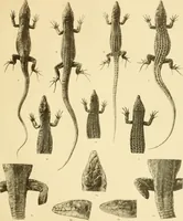 An illustration from A contribution to our knowledge of the varieties of the wall-lizard (Lacerta muralis) in Western Europe and North Africa (1905)